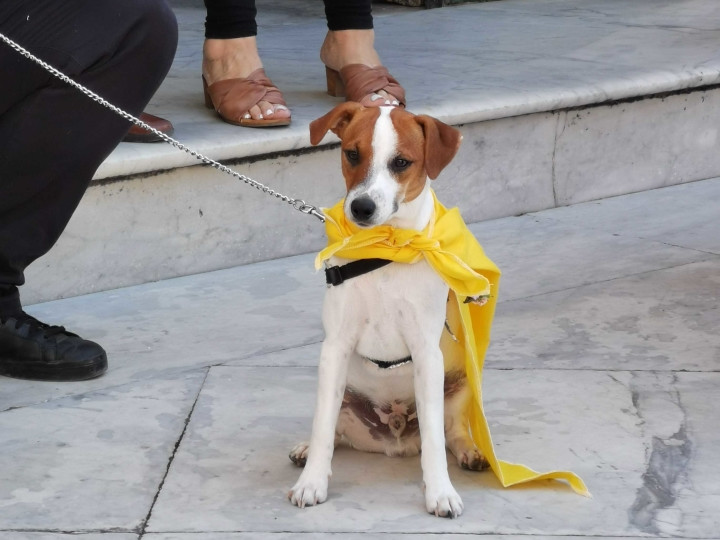 La festa di San Vito con la benedizione dei cani -Travel Amalfi Coast